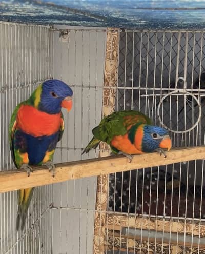 Red collar n swinson breeder pairs