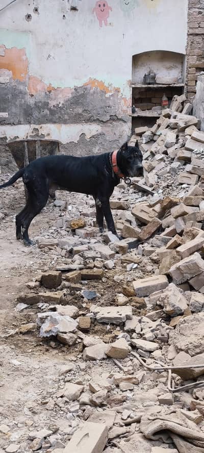 Cane corso dog