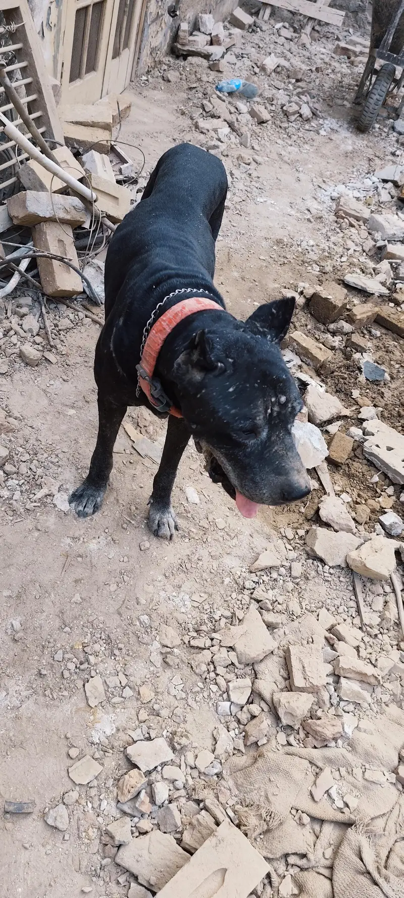 Cane corso dog — photo 2
