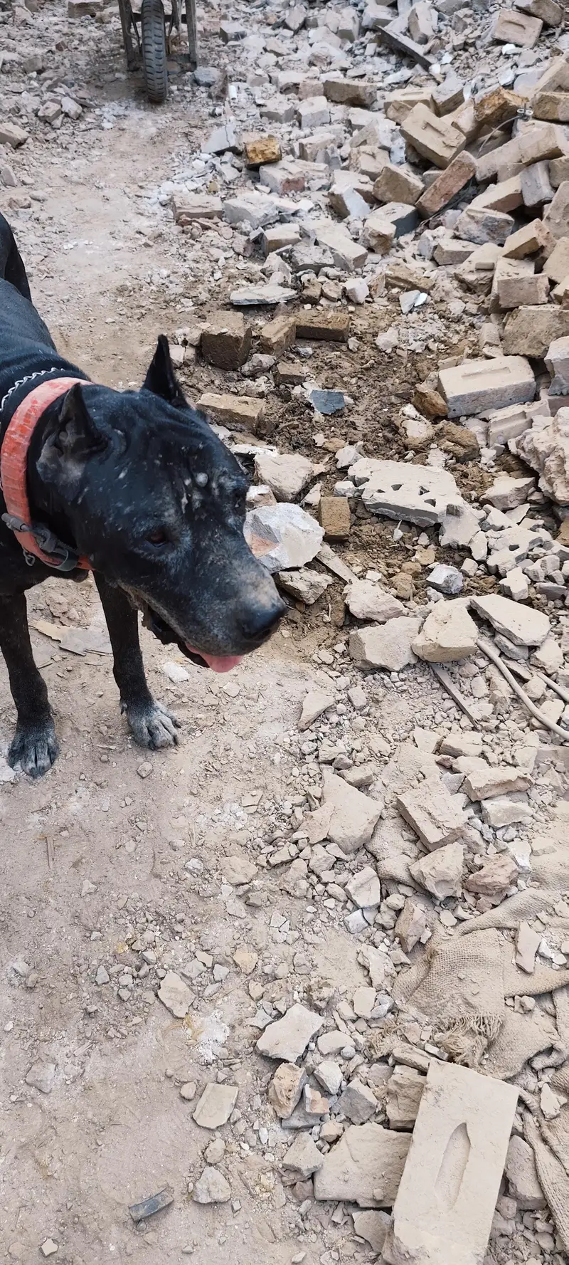 Cane corso dog — photo 3