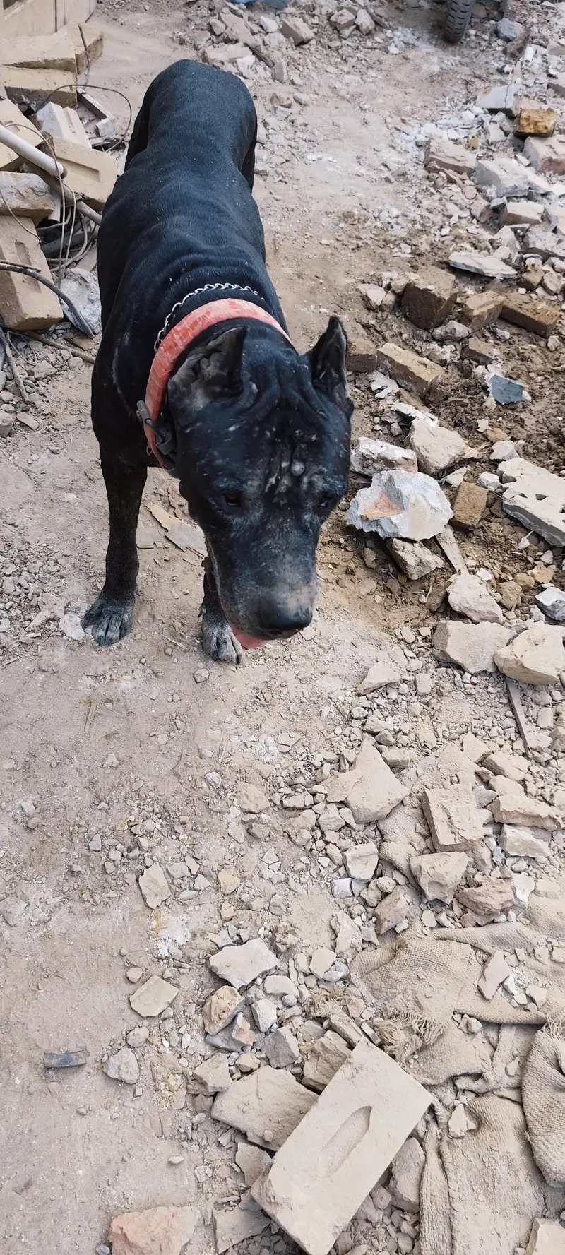 Cane corso dog — photo 4