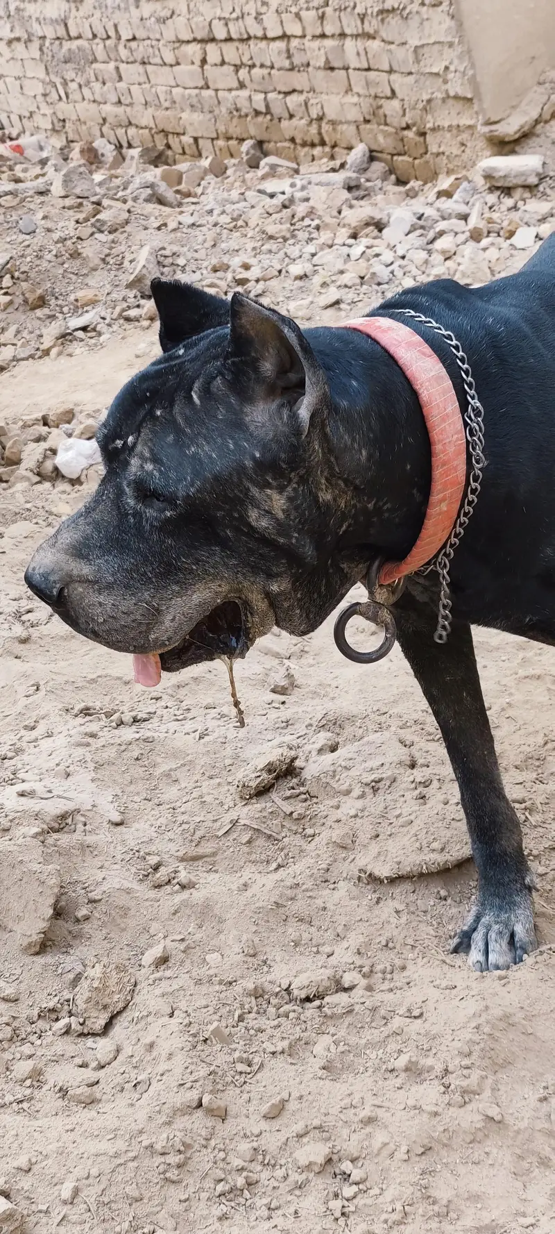 Cane corso dog — photo 5