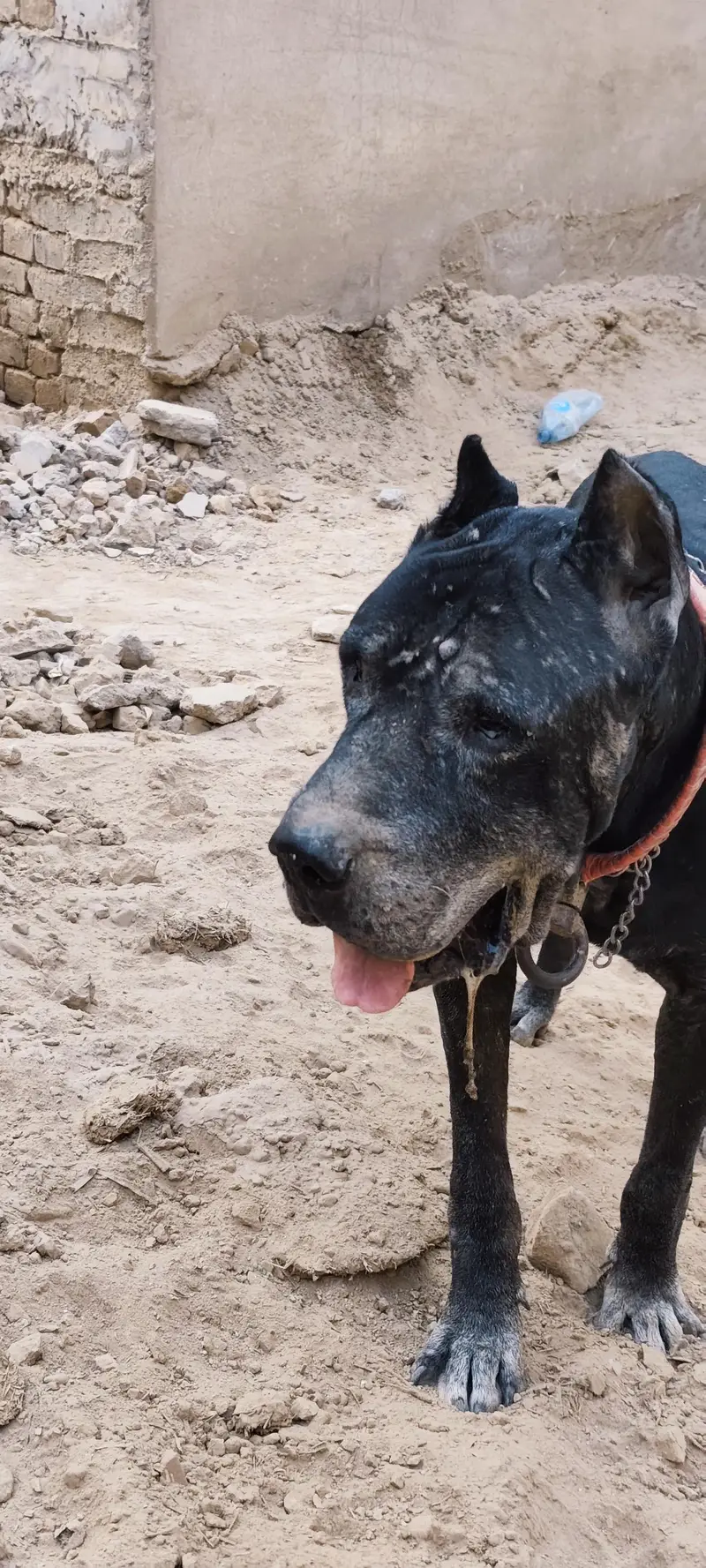 Cane corso dog — photo 6