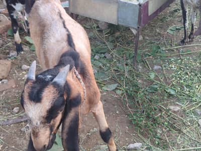 healthy pair of male goats