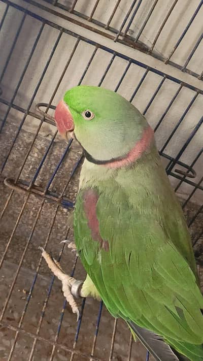 Talking Raw Parrot