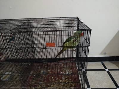 Raw parrot for sale