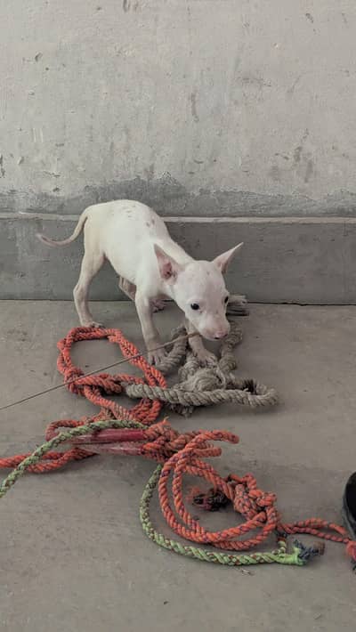 top quality gultair female pup 0/3/2/9/9/1/8/1/6/3/3