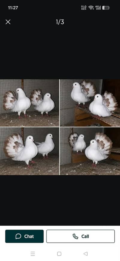 laka pigeon & kabootar
