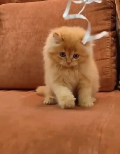 Persian kittens whatp ///0320 ///5606557///