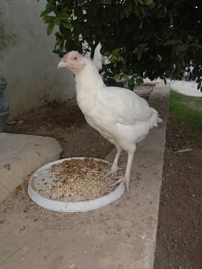 Assel female for sell white NOK nali