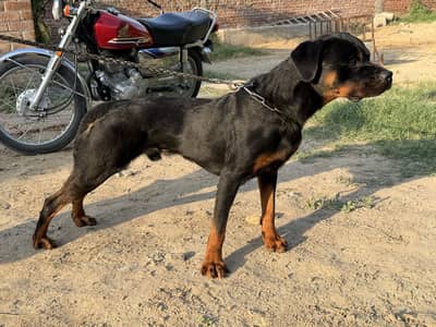 Pedigree Rottweiler Male