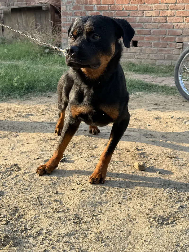 Pure Pedigree Rottweiler | Heavy Bone | Rottweiler | Short Coat — photo 2