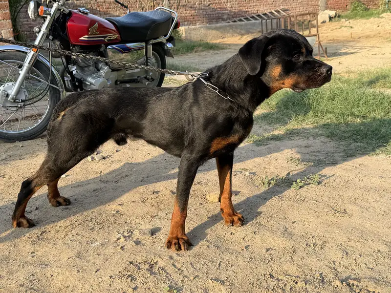 Pure Pedigree Rottweiler | Heavy Bone | Rottweiler | Short Coat — photo 3