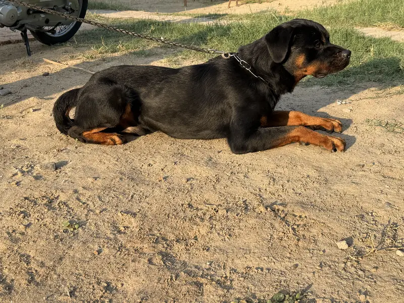 Pure Pedigree Rottweiler | Heavy Bone | Rottweiler | Short Coat — photo 4