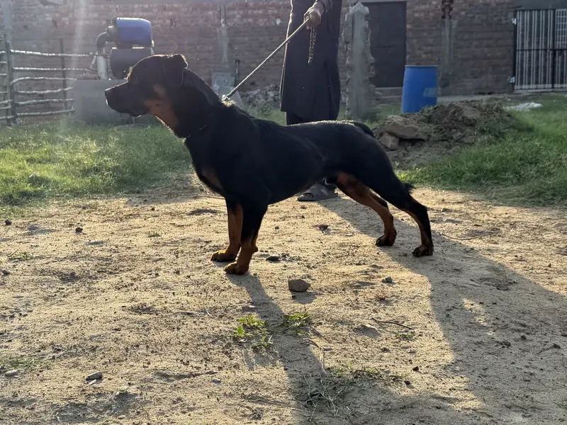 Pure Pedigree Rottweiler | Heavy Bone | Rottweiler | Short Coat — photo 5