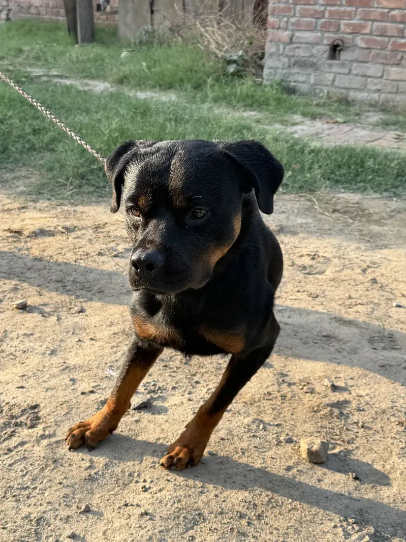 Pure Pedigree Rottweiler | Heavy Bone | Rottweiler | Short Coat — photo 6