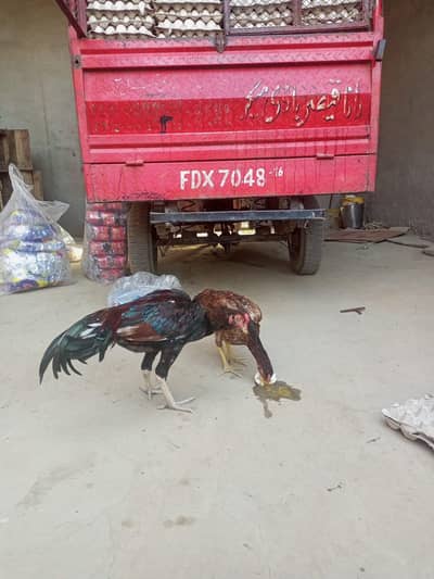 pure aseel mianwali pair mada madi