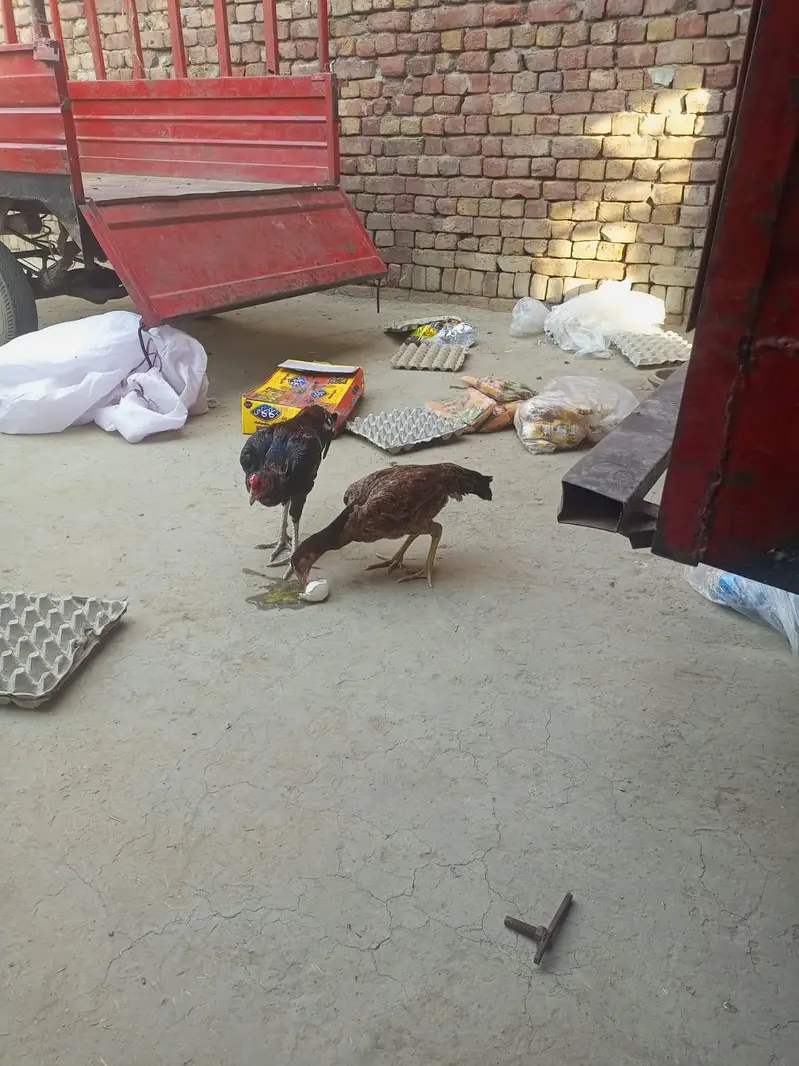 pure aseel mianwali pair mada madi — photo 2
