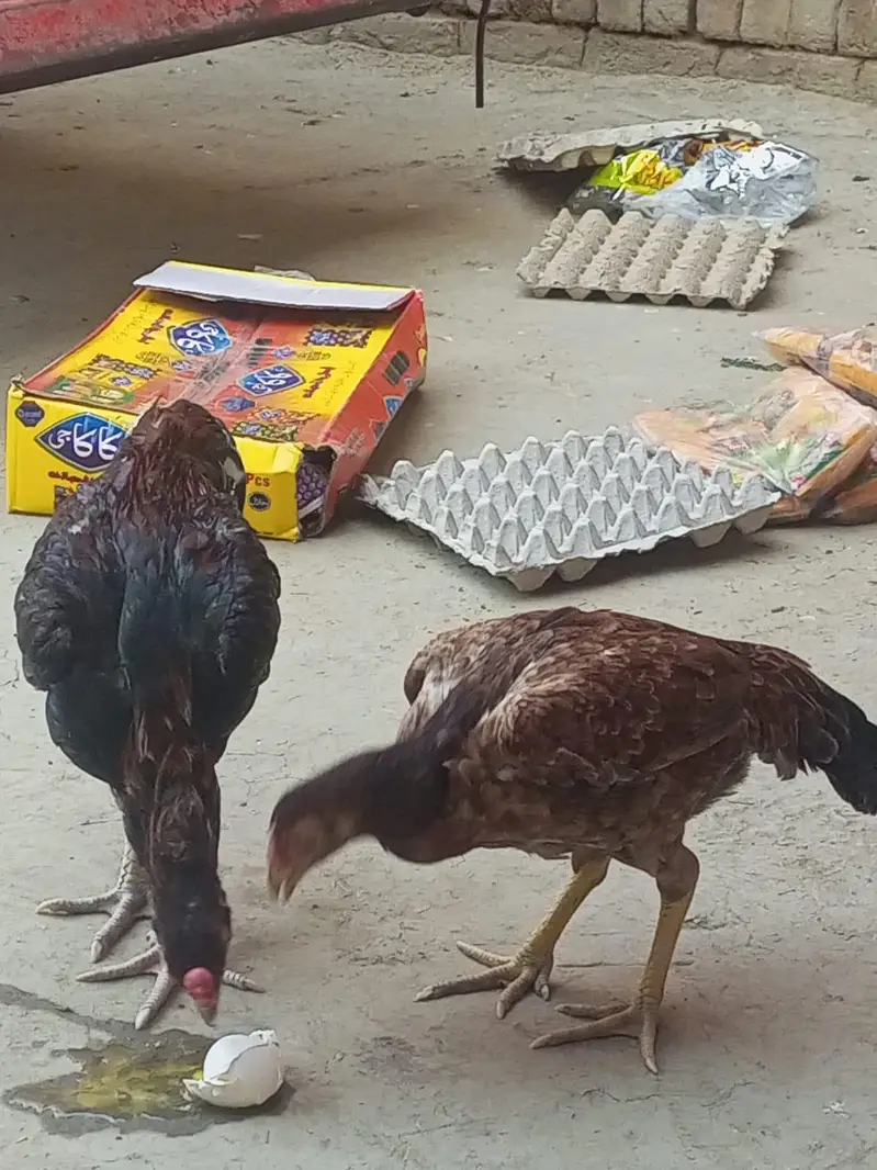 pure aseel mianwali pair mada madi — photo 3