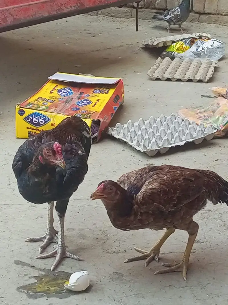 pure aseel mianwali pair mada madi — photo 4