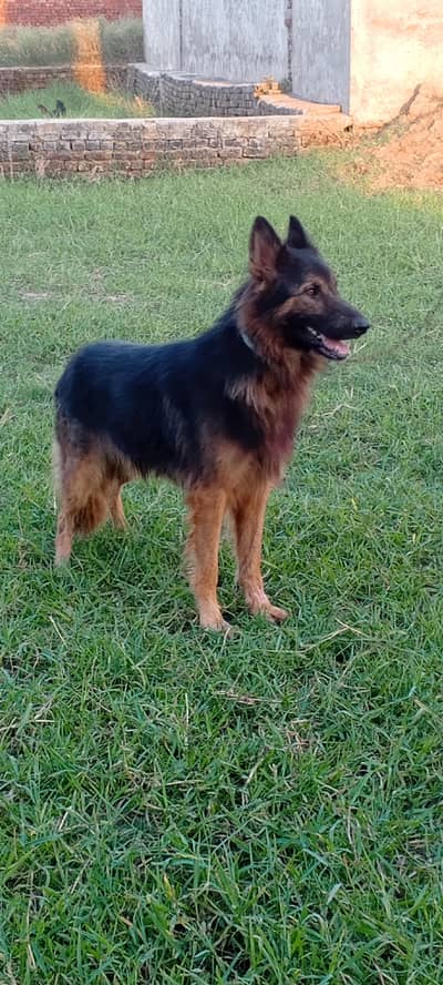 German shepherd dog for sale location sialkot