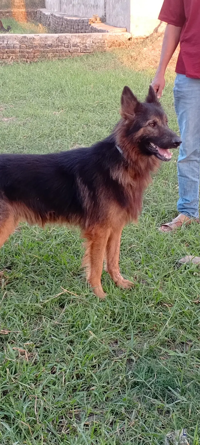 German shepherd dog for sale location sialkot — photo 2