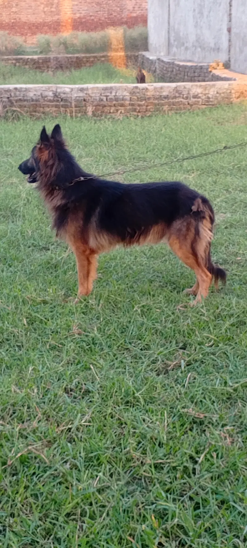 German shepherd dog for sale location sialkot — photo 3