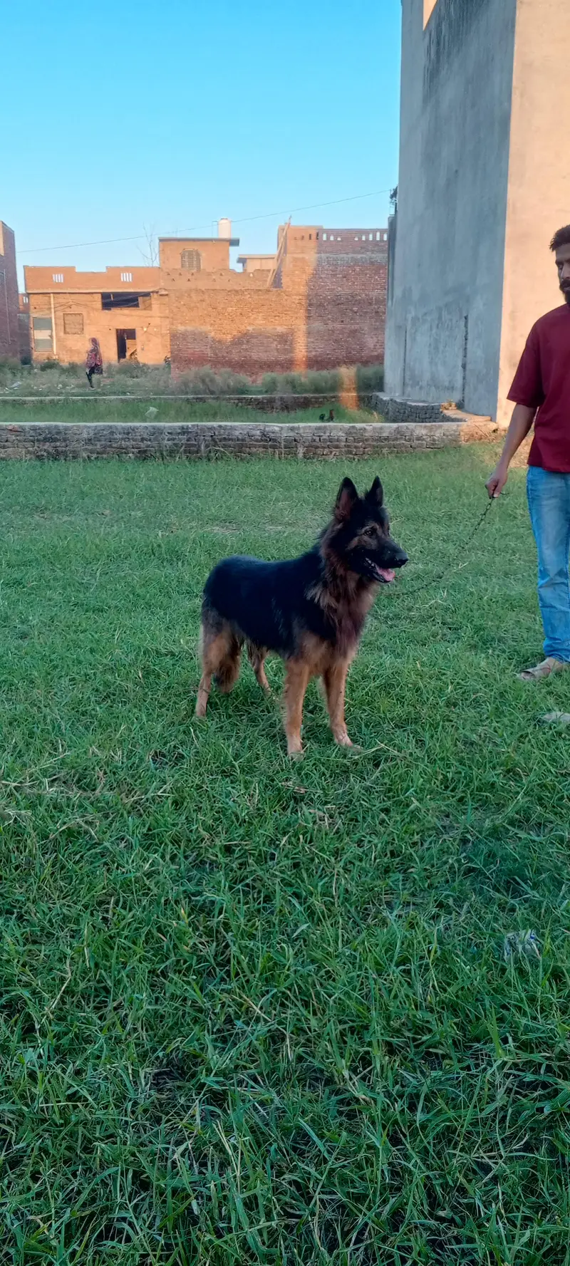 German shepherd dog for sale location sialkot — photo 4