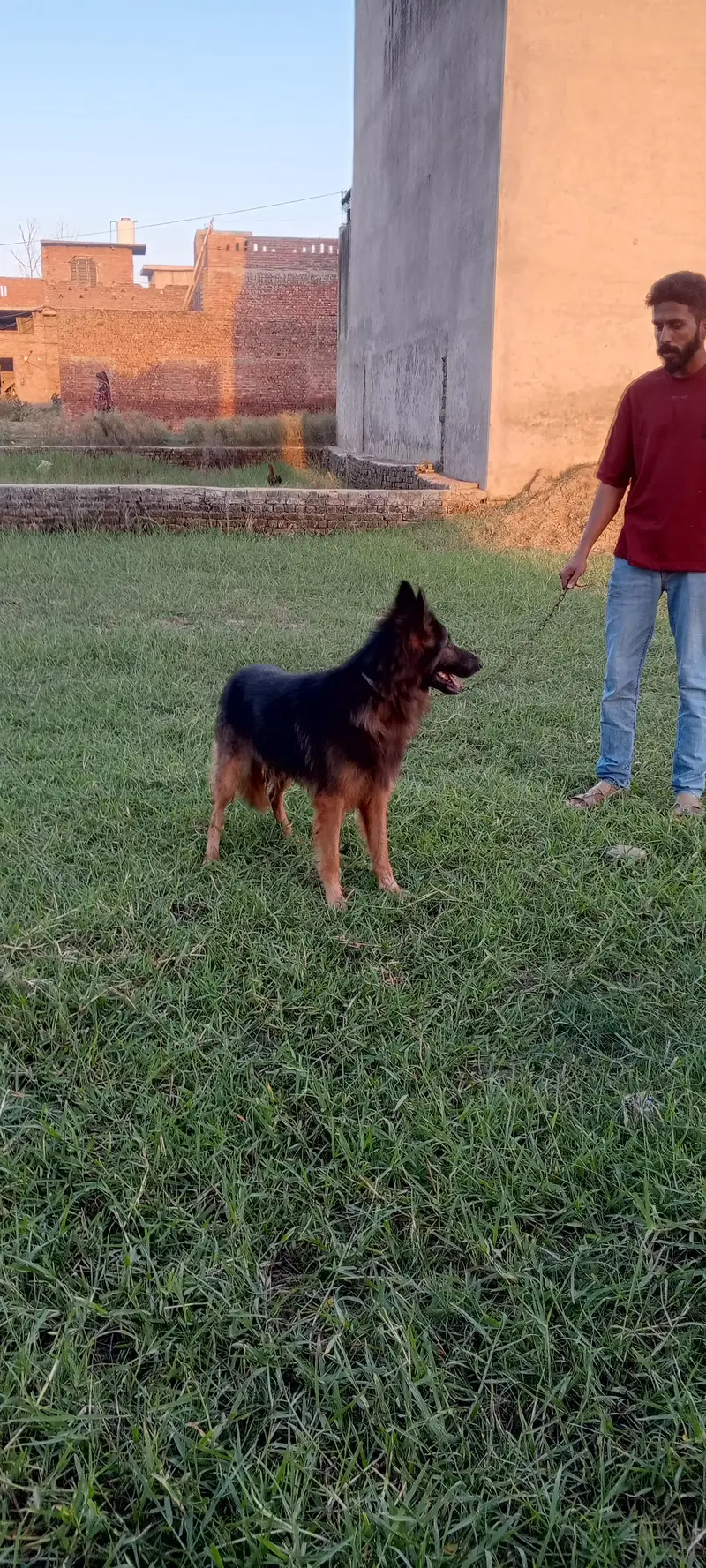 German shepherd dog for sale location sialkot — photo 5