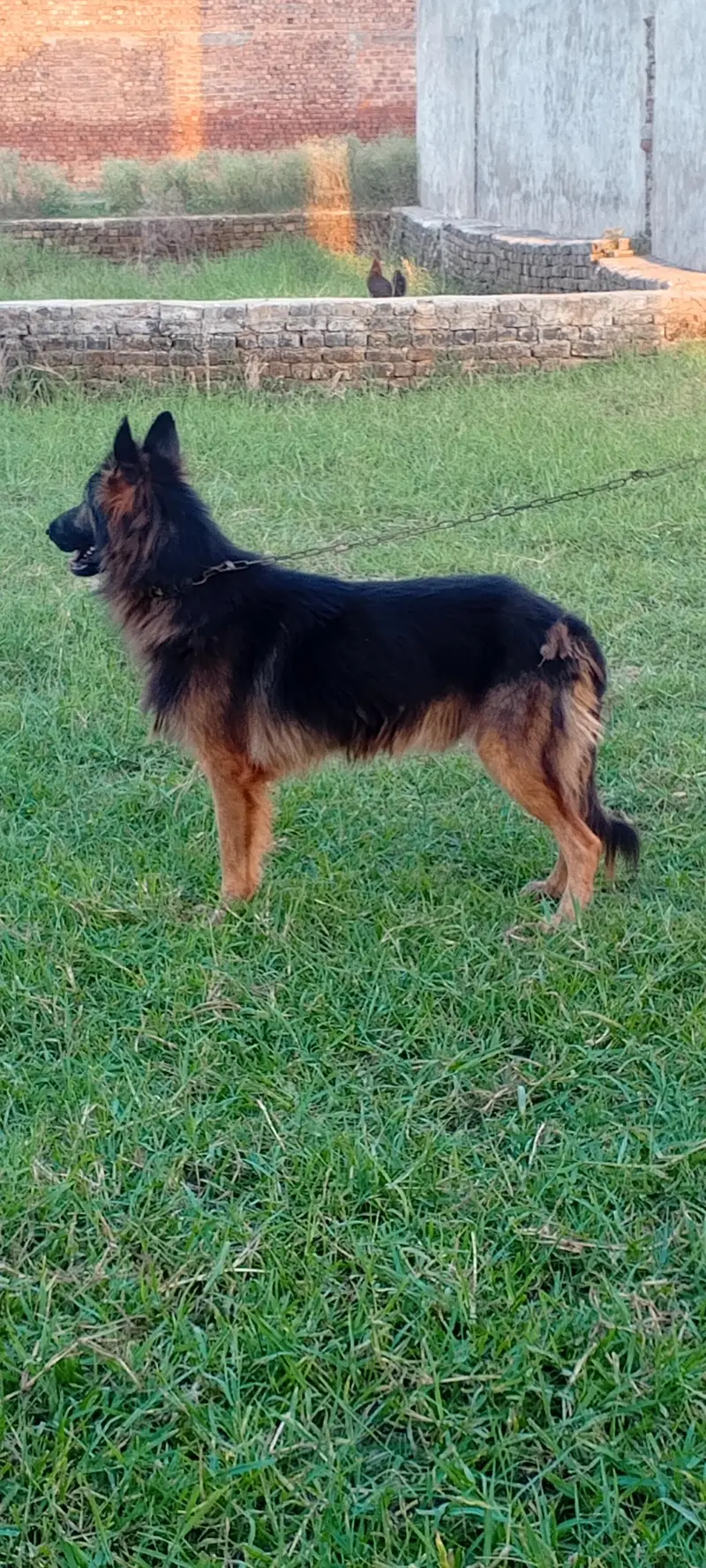 German shepherd dog for sale location sialkot — photo 6