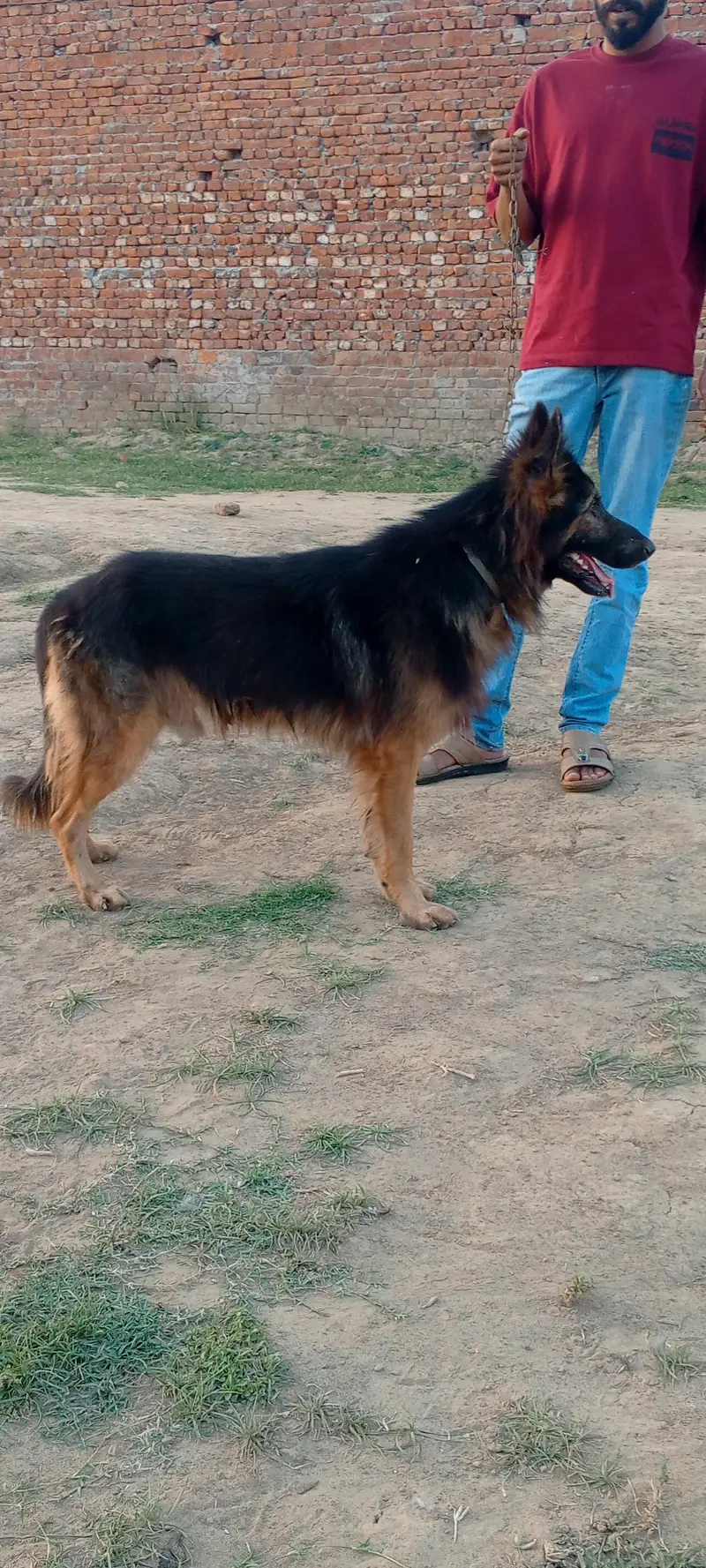 German shepherd dog for sale location sialkot — photo 7