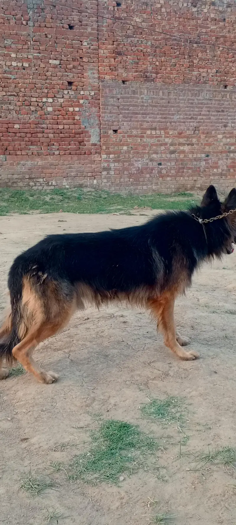 German shepherd dog for sale location sialkot — photo 8