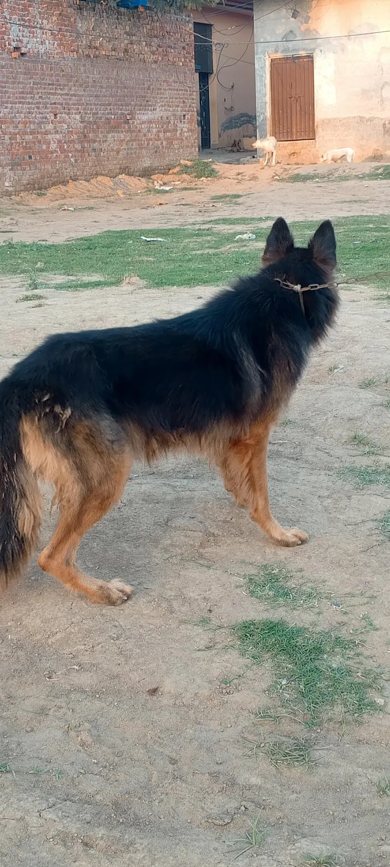 German shepherd dog for sale location sialkot — photo 9