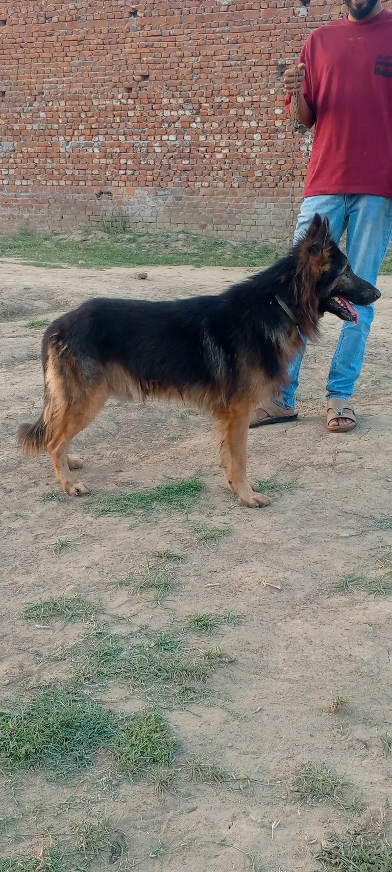 German shepherd dog for sale location sialkot — photo 10