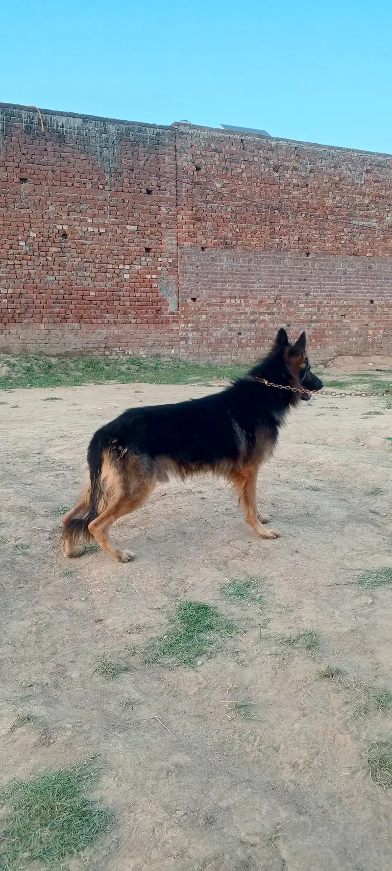 German shepherd dog for sale location sialkot — photo 11