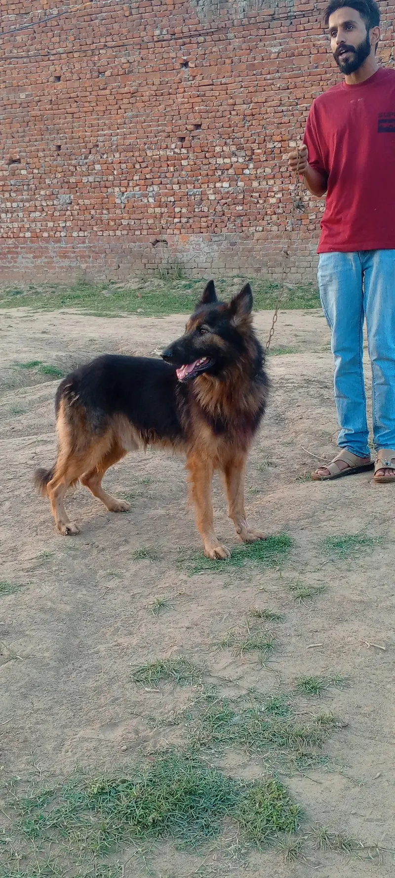 German shepherd dog for sale location sialkot — photo 12