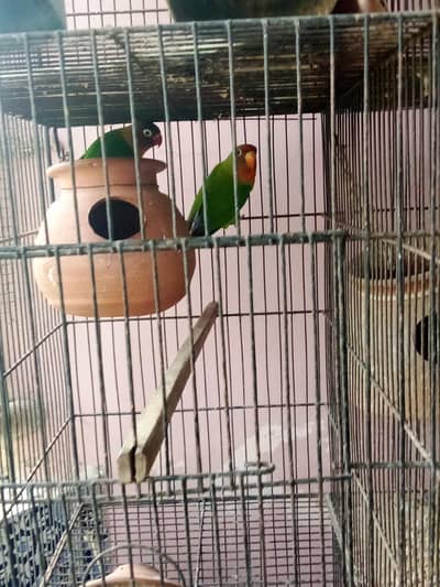 Lovebirds pair