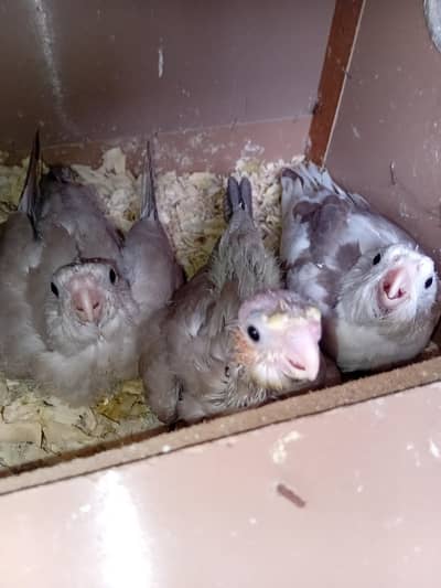 cockatiels chicks
