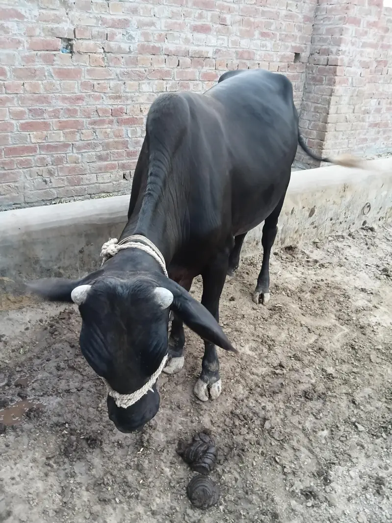 pure vacha vlayti — photo 3