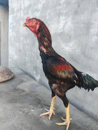 important aseel chiks b available hain