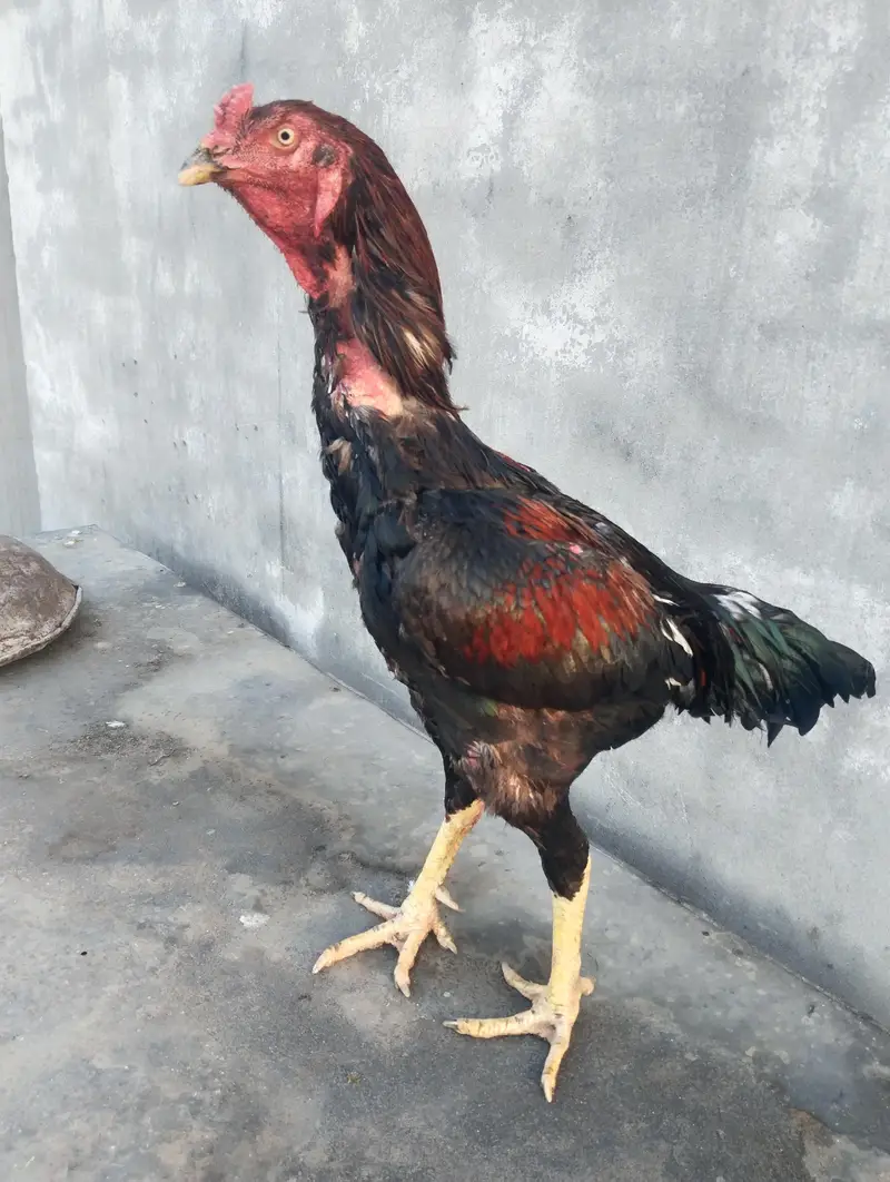 important aseel chiks b available hain — photo 2