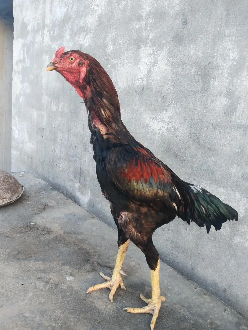 important aseel chiks b available hain — photo 3