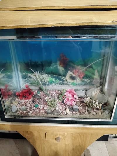 fish aqurium