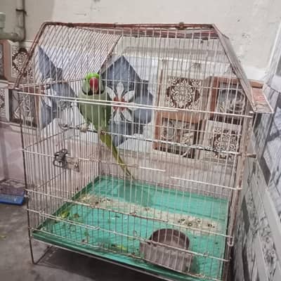 Raw pahari green talking parrot 03155725525