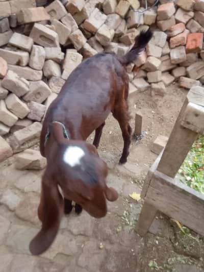 sale for bakri