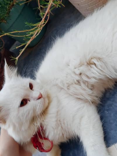 Persian famale cat 6 month age white color