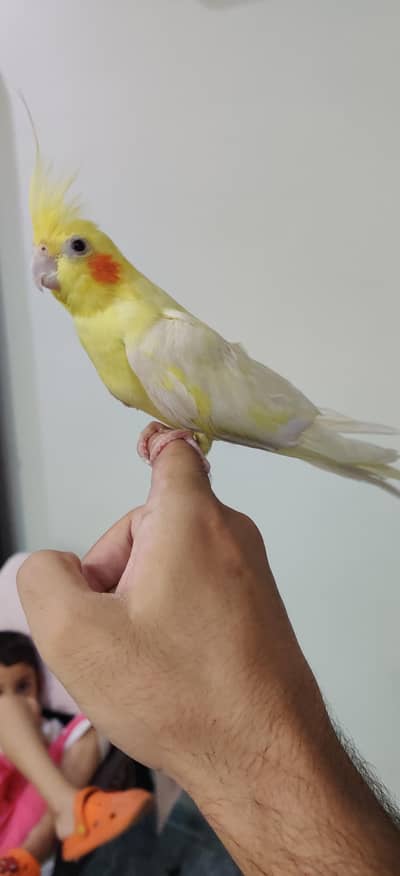 Common White Cocktail