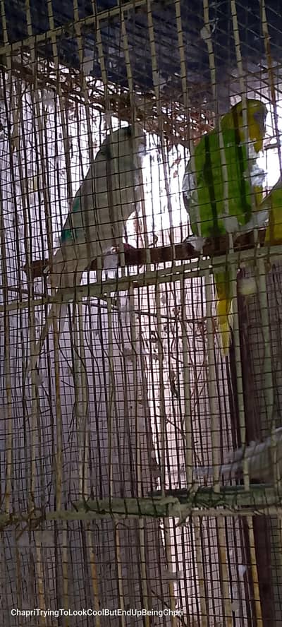 astalian parrot  2 bare pair ready to bread 5 bachay
