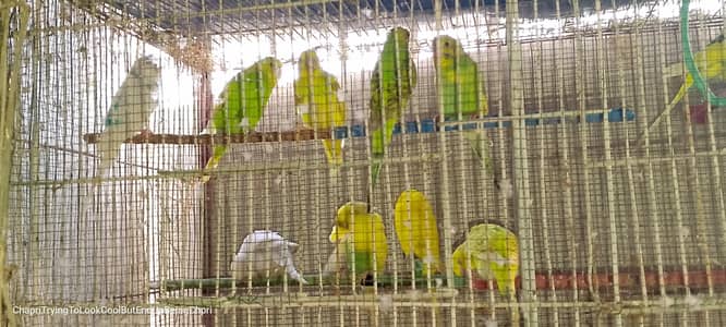 astalian parrot  2 bare pair ready to bread 5 bachay