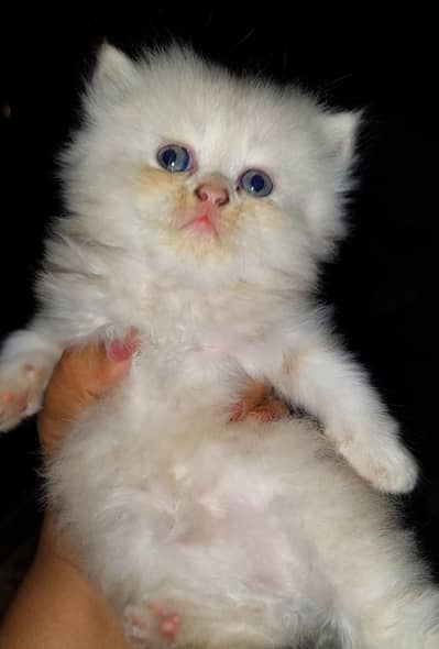 pure Persian Kitten